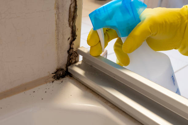 Best Industrial Mold Remediation in Twentynine Palms, CA