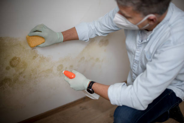 Best Post-Flood Mold Remediation in Twentynine Palms, CA