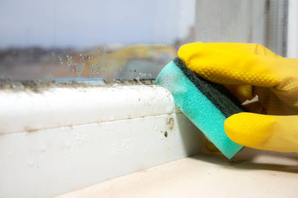 Best Commercial Mold Remediation in Twentynine Palms, CA