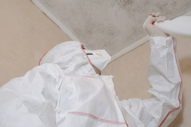 Best Residential Mold Remediation in Twentynine Palms, CA