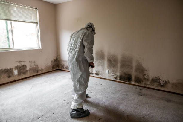 Best Health and Safety Mold Remediation in Twentynine Palms, CA
